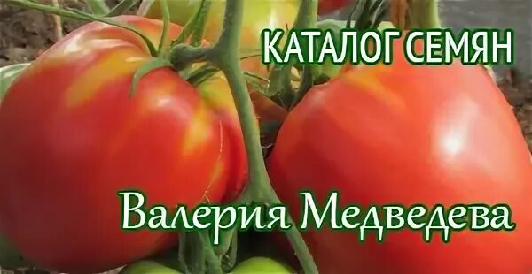 Сайт медведевых свои томаты
