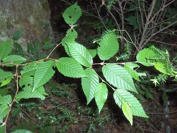 Карагач 4 буквы. Carpinus caroliniana. Граб Каролинский. Карагач и граб. Листья граба и вяза.