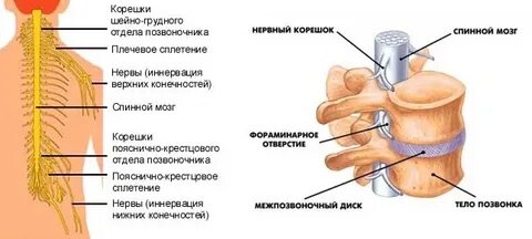 Нервные корешки
