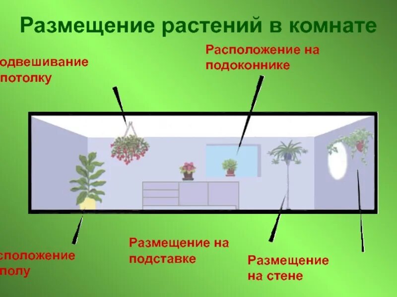 Размещение растений в комнате. Расположение растений в комнате. Расположение комнатных растений. Расположение растений в квартире. Местоположения растений