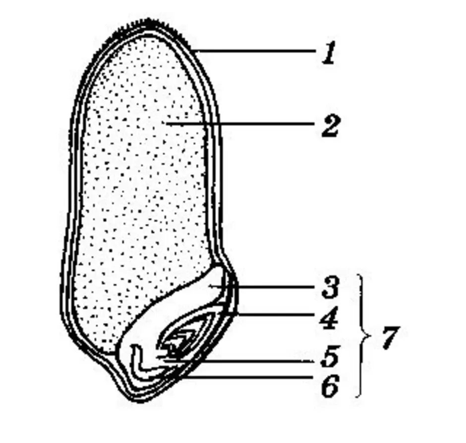 Рассмотрите рисунок семени какая структура обозначена. Строение семени зерновки пшеницы. Строение семени зерновки. Строение семени зерновки пшеницы 6 класс. Строение семени пшеницы биология 6 класс.