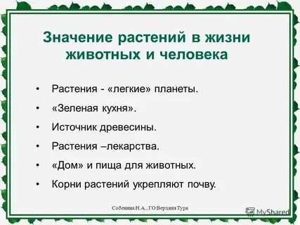 Значения трав и цветов