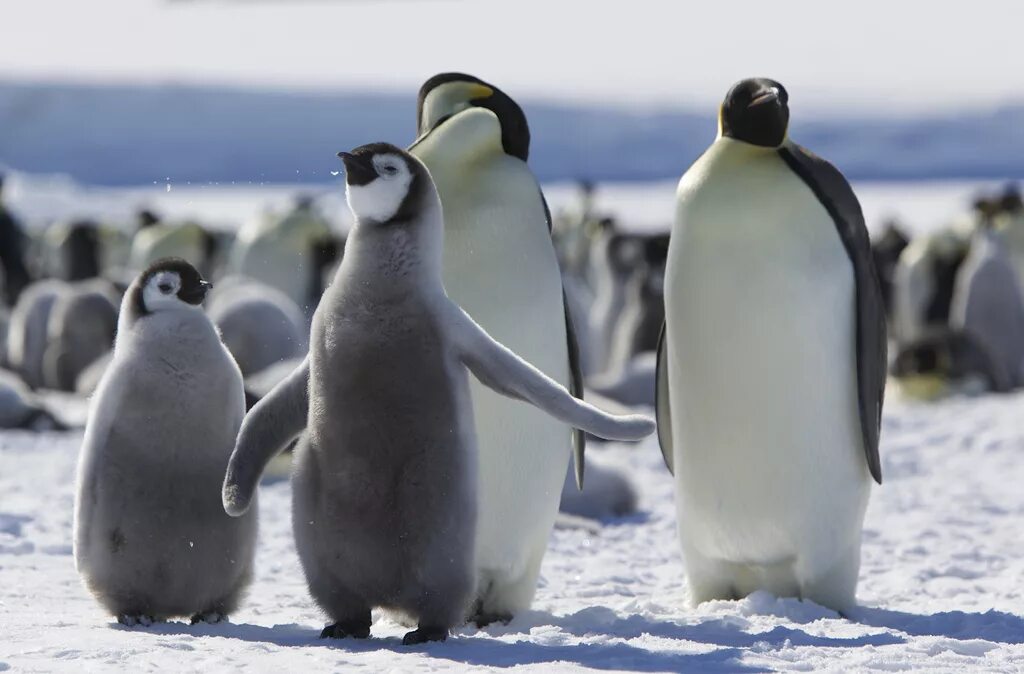 Emperor penguin. Императорский Пингвин в Антарктиде. Императорский Пингвин млекопитающий. Пингвины в Антарктиде. Малый Пингвин.