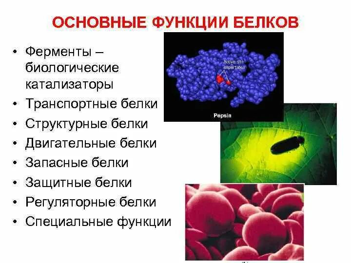 Транспортные белки функции. Функции белков ферментов. Белки биологические катализаторы. Транспортная функция белков примеры.