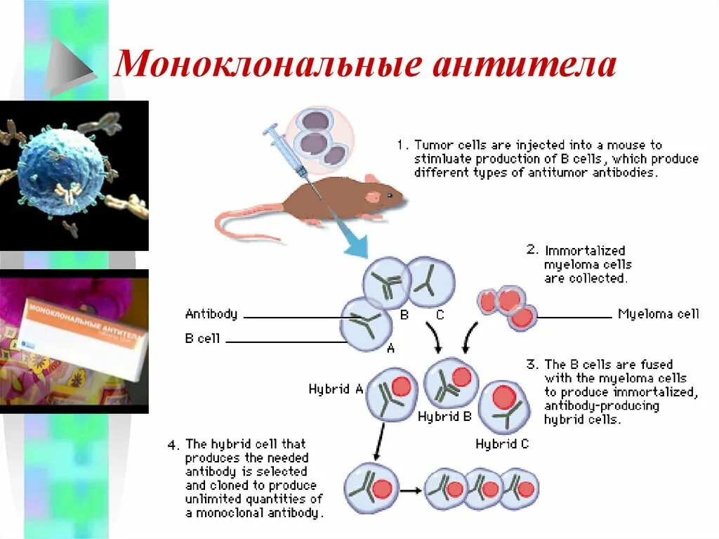 Моноклональные антитела. Моноклональные антитела иммунология. Мышиные моноклональные антитела. Конъюгированные моноклональные антитела. Клон антитела