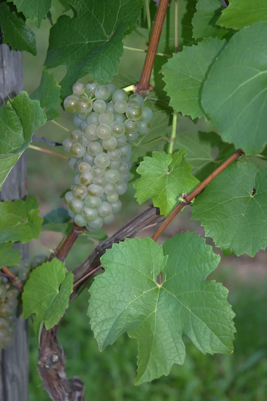 Виноград сорт гибрид. Рислинг виноград. vitis riparia. рислинг сорт винограда. витис лабруска.