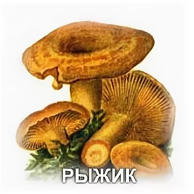 Рыжик без фона. Гриб Рыжик на прозрачном фоне. Рыжик на прозрачном фоне. Рыжик рисунок.