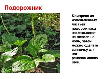 Истории про травы