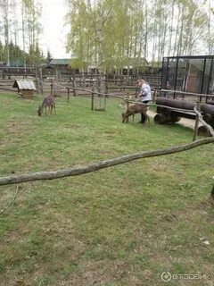 Зооград пушкинские горы фото