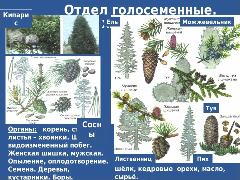 Отдел хвойных растений. Отдел Голосеменные растения хвойные. Представители хвойных голосеменных растений. Голосеменные растения 5 класс биология. Отдел Голосеменные класс хвойные.