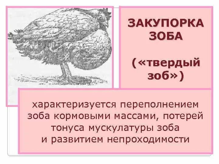 Как лечить зоб у кур. Зоб у птиц.