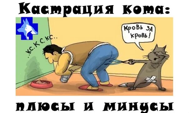 Кастрация котов плюсы и минусы. Стерилизация котов плюсы и минусы. Почему нельзя стерилизовать