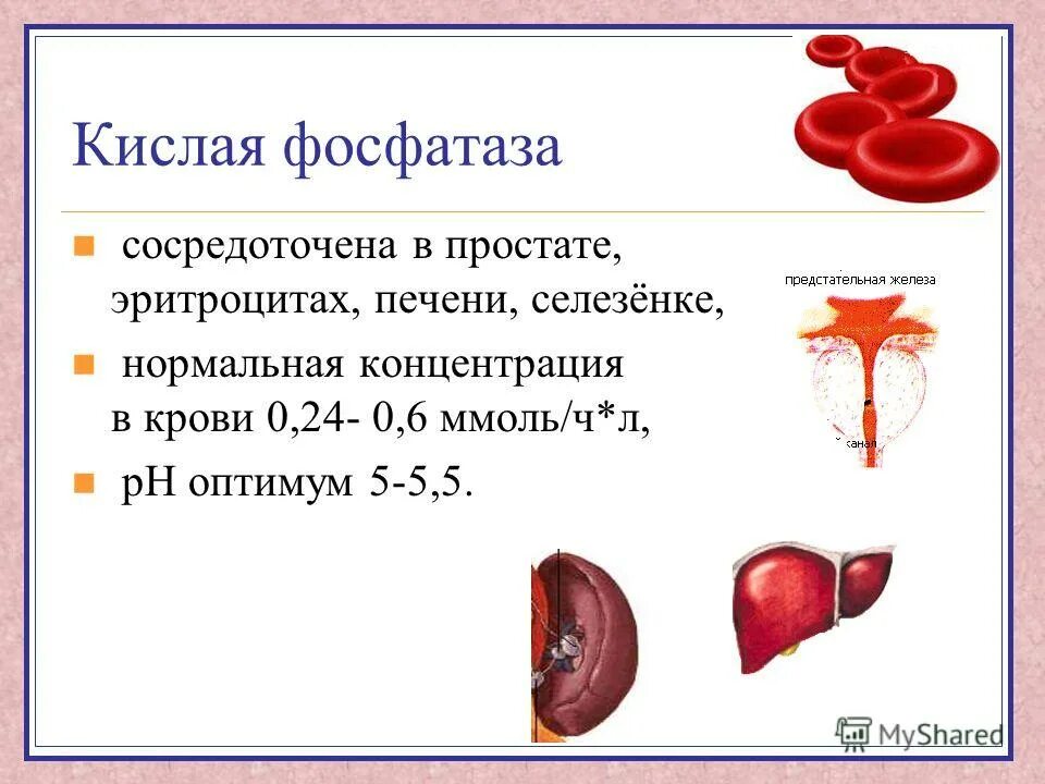 Кислая фосфатаза изоферменты. Ферменты эритроцитов. Классификация ферментов крови. Кислая фосфатаза диагностическое значение. Повышение ферментов печени