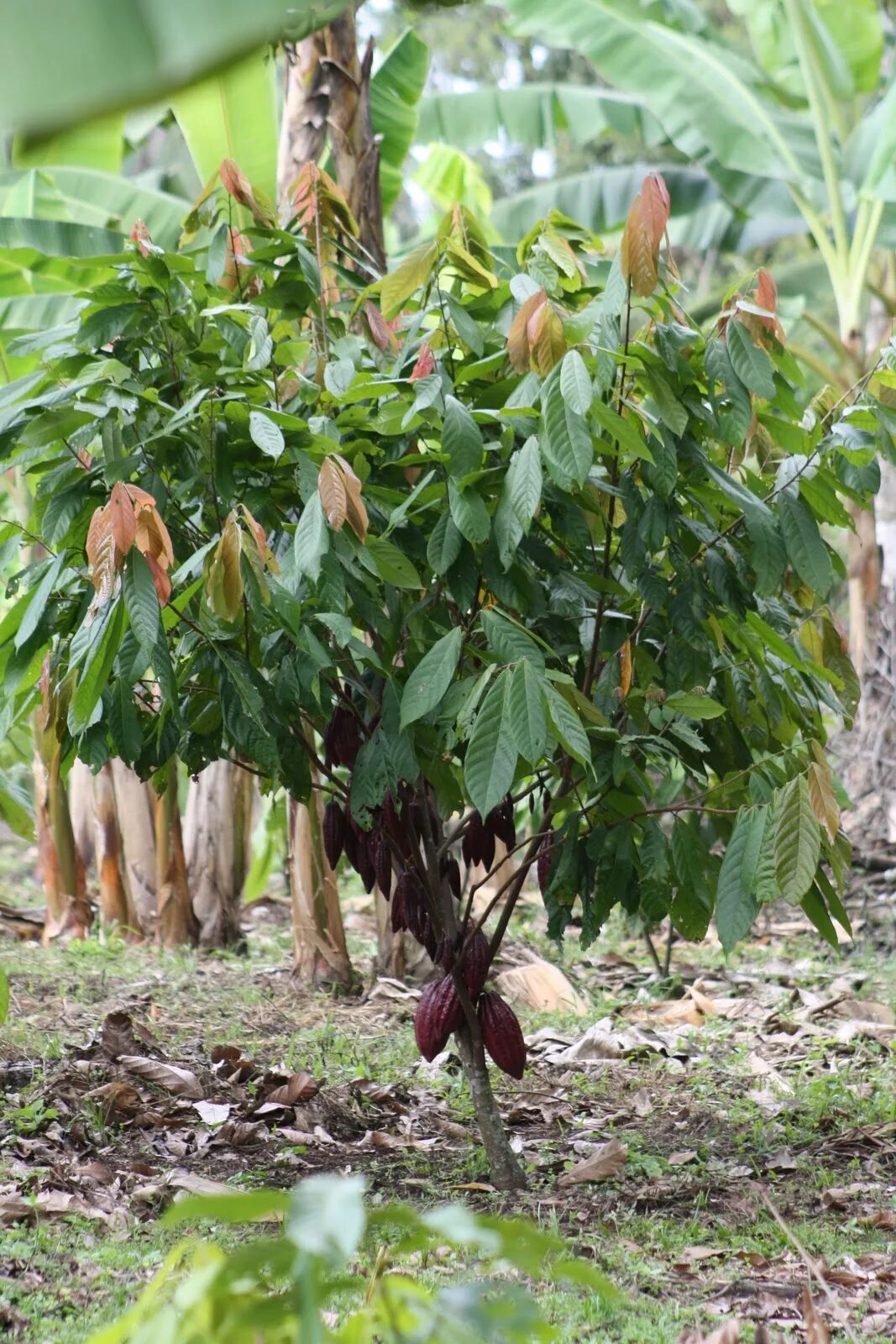 Какао бобы дерево. Как выглядит дерево какао. Как выглядит дерево какао. Плоды какао дерева. Какао дерево в южной америке.