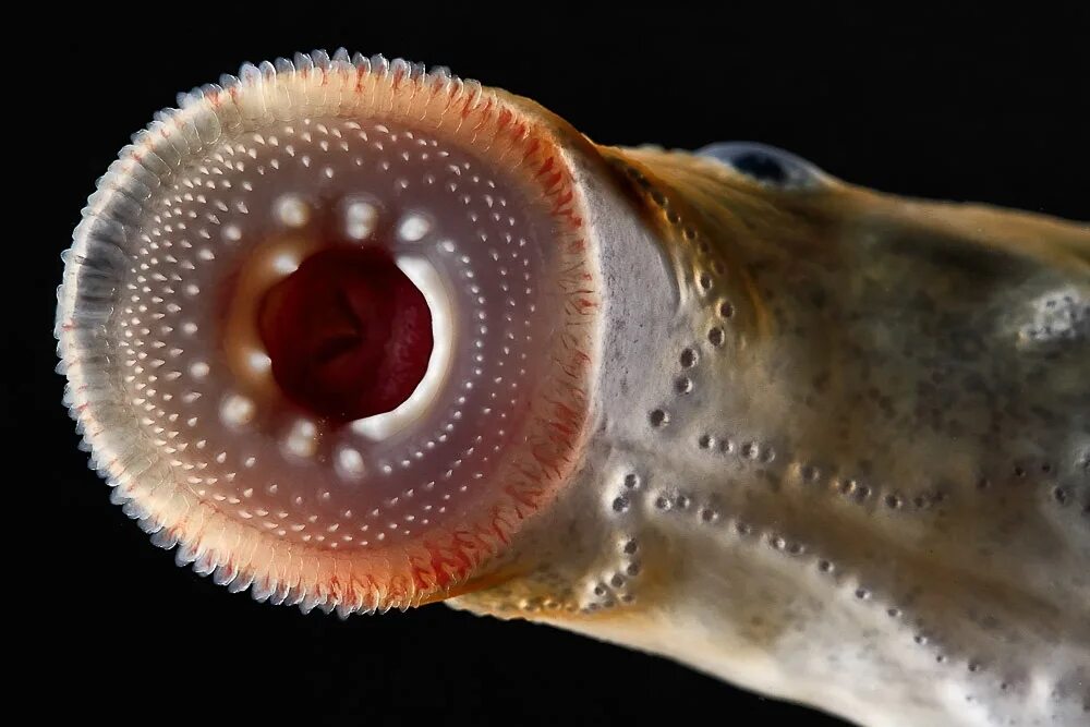 Морской червь моллюск. Морская минога (Petromyzon Marinus). Минога украинская – Eudontomyzon Mariae.