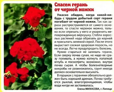 Что лечит герань