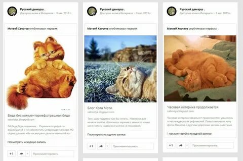 Блог кота