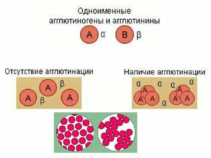 Таблица агглютининов и агглютиногенов. Таблица агглютининов и агглютиногенов