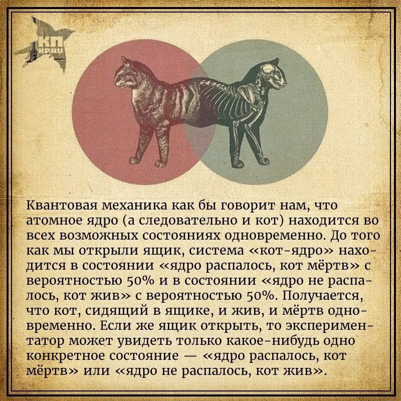 И жив и мертв одновременно. Кот Шрёдингера. Шрёдингера теория. Кот Шредингера эксперимент. Парадокс кота Шредингера.