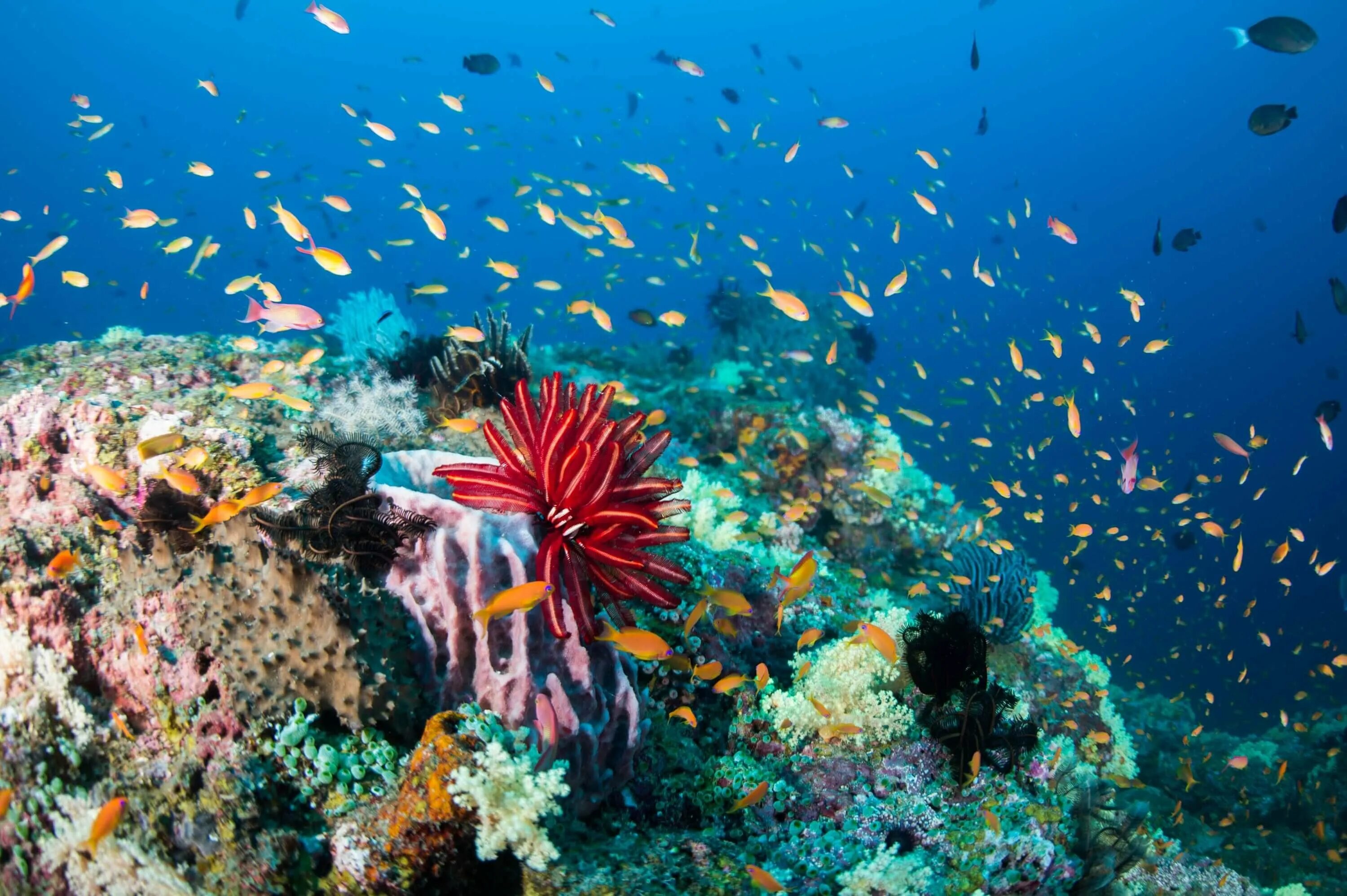 Коралловые рифы красного моря. Коралловый риф Тайланд. Андаманское море подводный мир. Коралловый риф Андаманского моря.