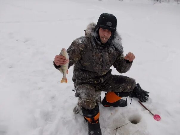 Бешеный клев. Зимняя рыбалка на крупного окуня бешеный клев. Клев окуня в Иркутске. Бешеный клев товары.