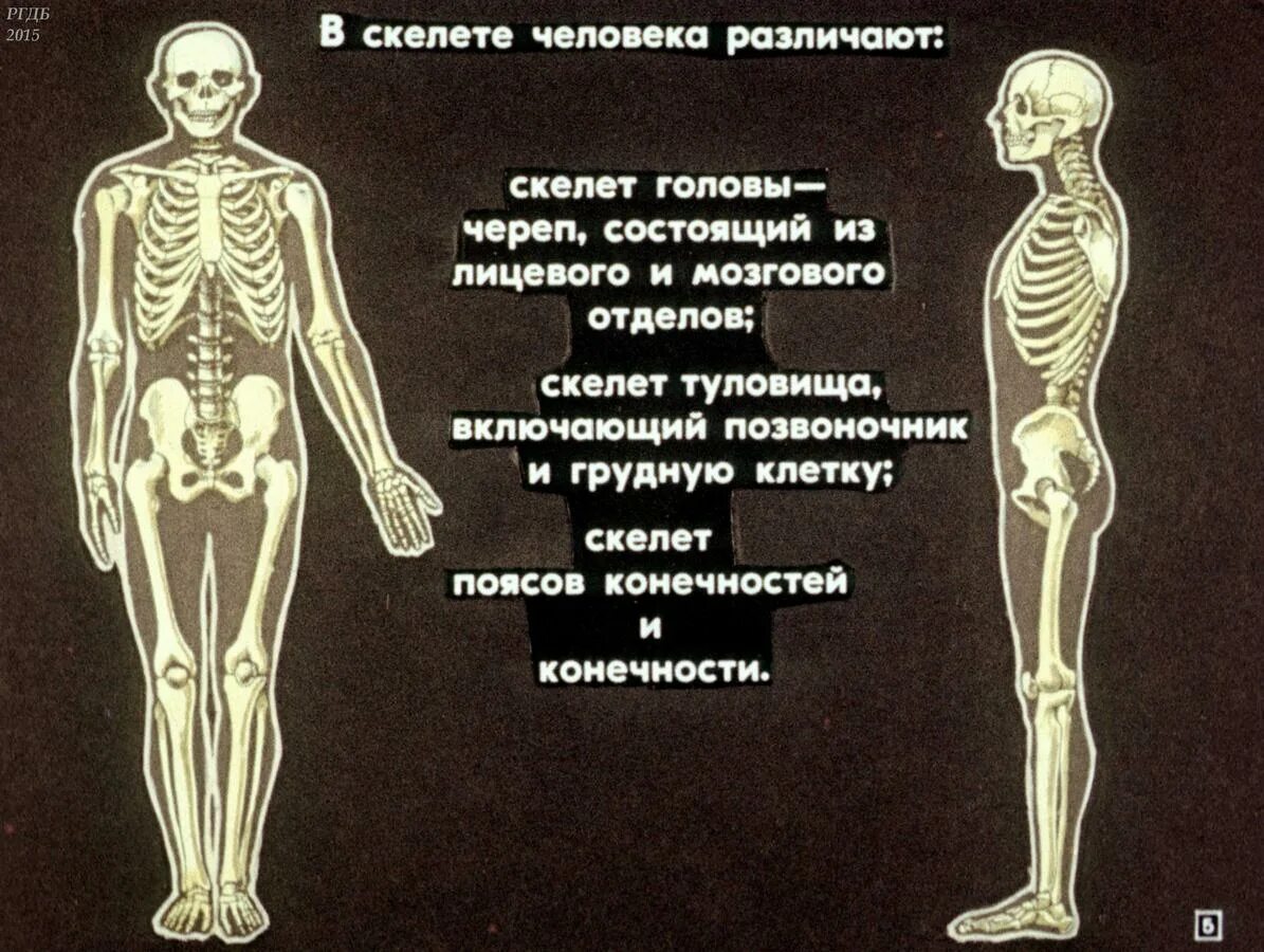 Широкая кость лица. Скелет здорового человека. Скелет человека с широкой костью. Каркас человека. Бывают ли широкие кости.