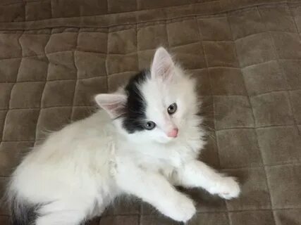 Котята в добрые севастополь