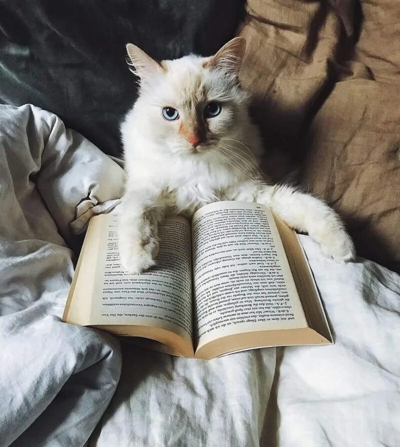 предметные тетради черный кот. книга котик. котенок за партой. кот с книжкой. умный кот в очках.