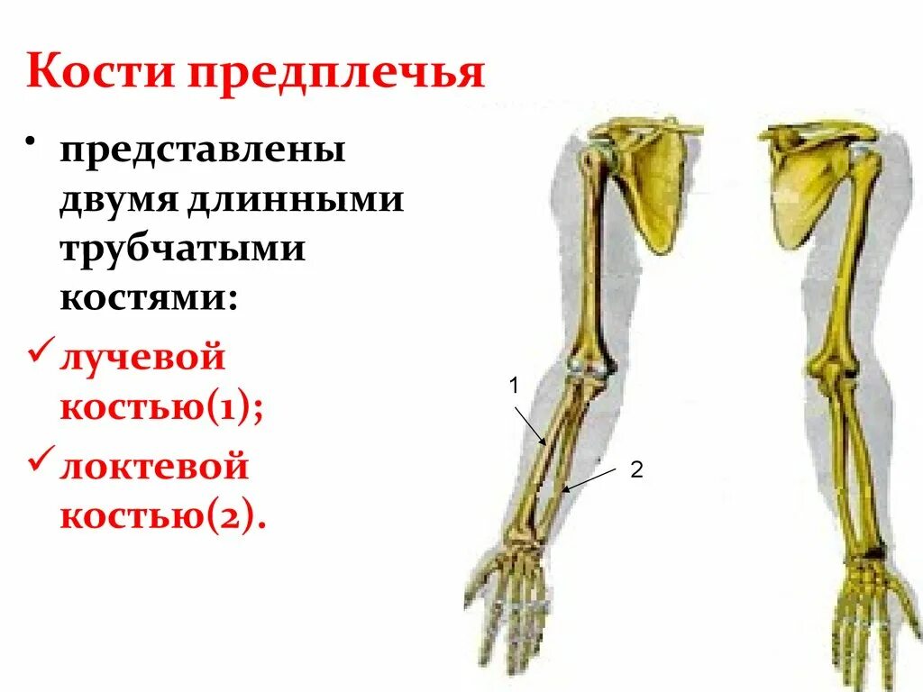 Перелом лучевой кости: лечение, срок срастания лучевой кости, реабилитация после