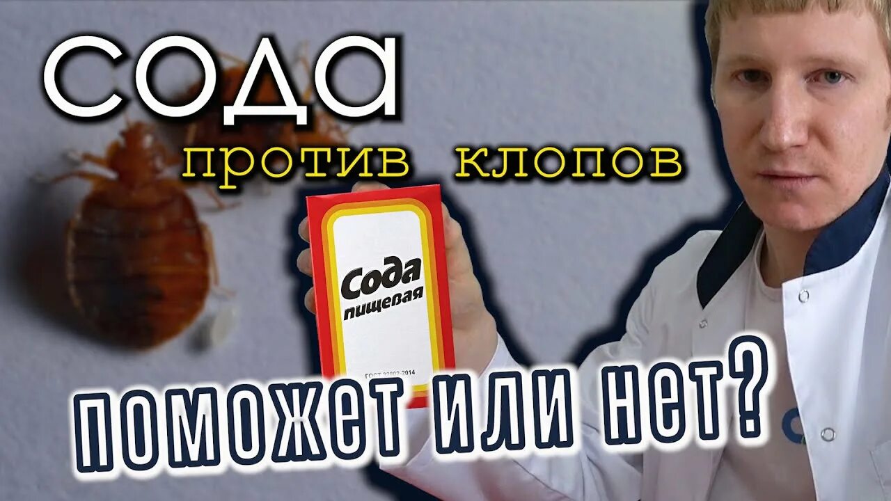 Как вывести клопов народными средствами быстро. Пищевая сода от клопов. сода от клопов помогает или нет.