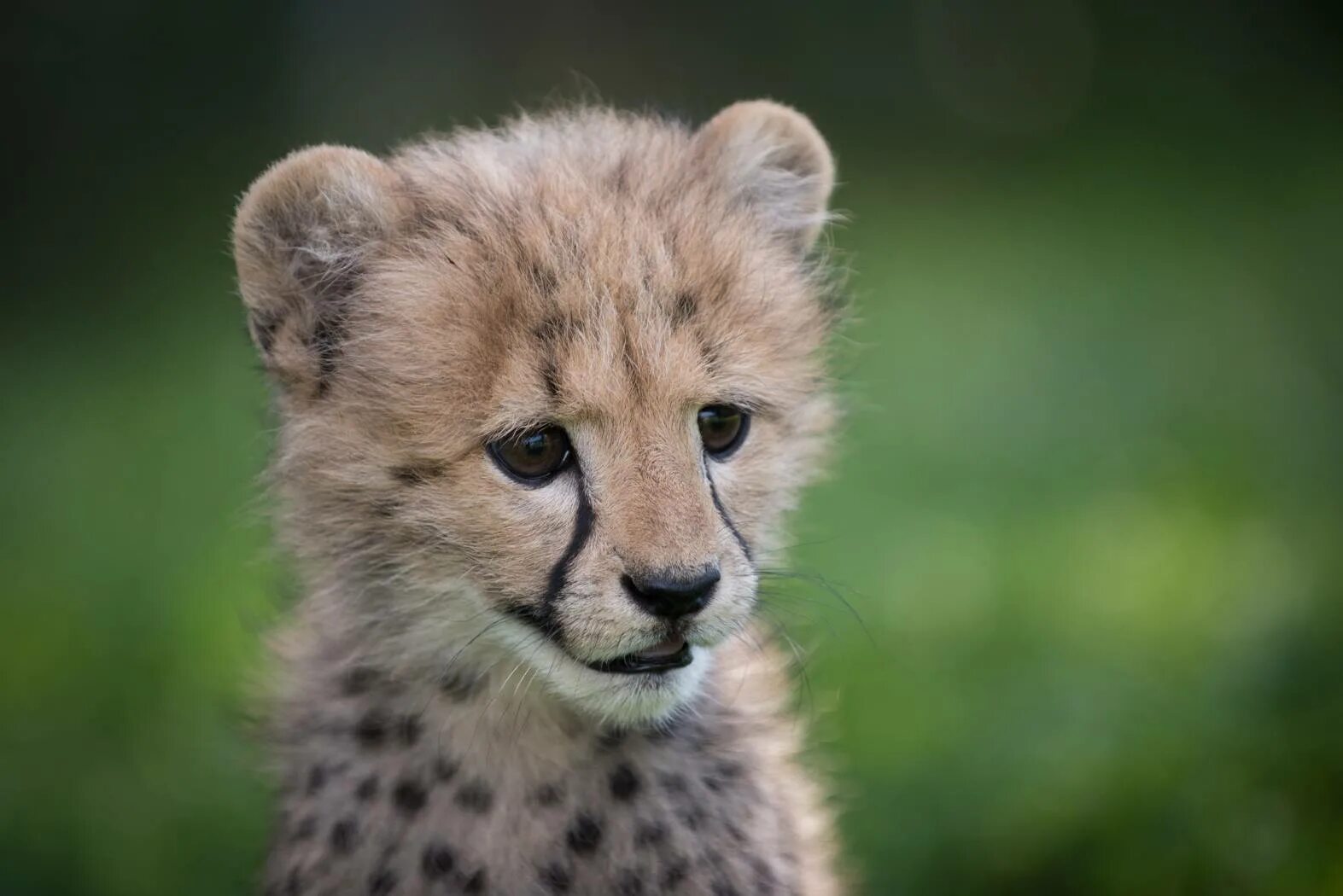 Азиатский гепард детеныши. Гепард животное детеныш. Длинношерстный гепард. Котята гепарда. Красивые животные.