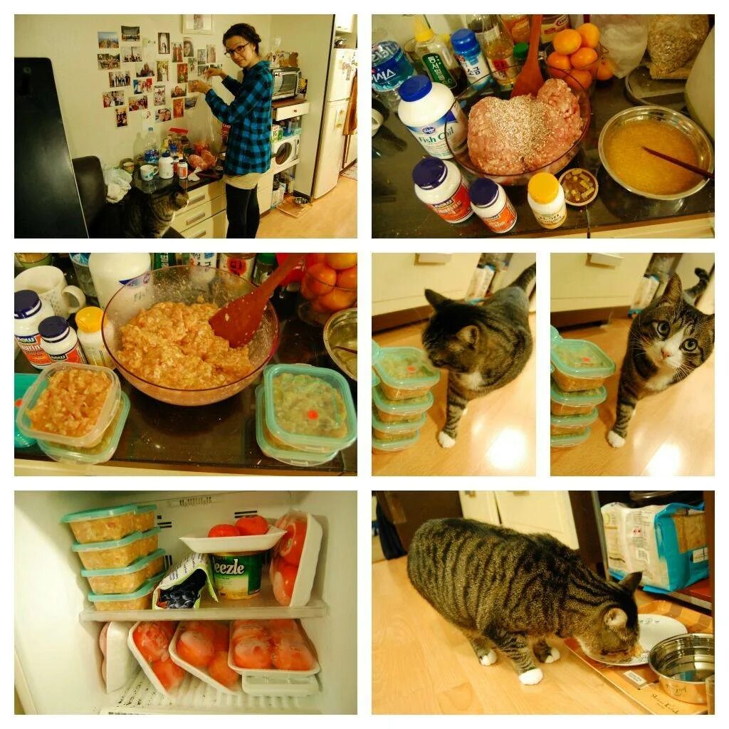 Что можно кошкам из еды. Угощение для кошек. Натуральное питание для кошек. Еда для кошек домашнего приготовления. Натуралка еда для кошек.