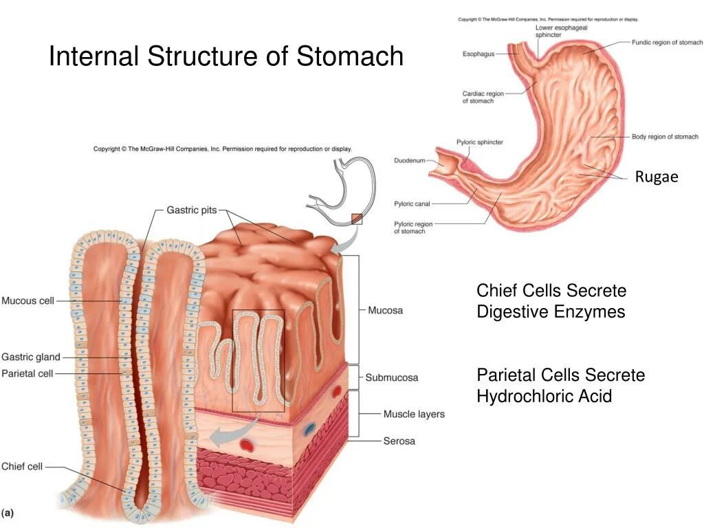 Internal download. Parietal Cells of the Stomach. Gastric parietal Cell. Intestine absorption of вшзузешвуы.