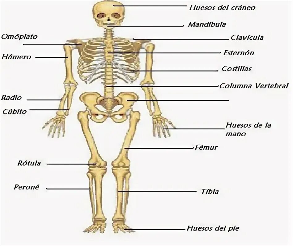 Los huesos. Huesos мем. Huesos испанский. Как переводится huesos с испанского. Huesos перевод.
