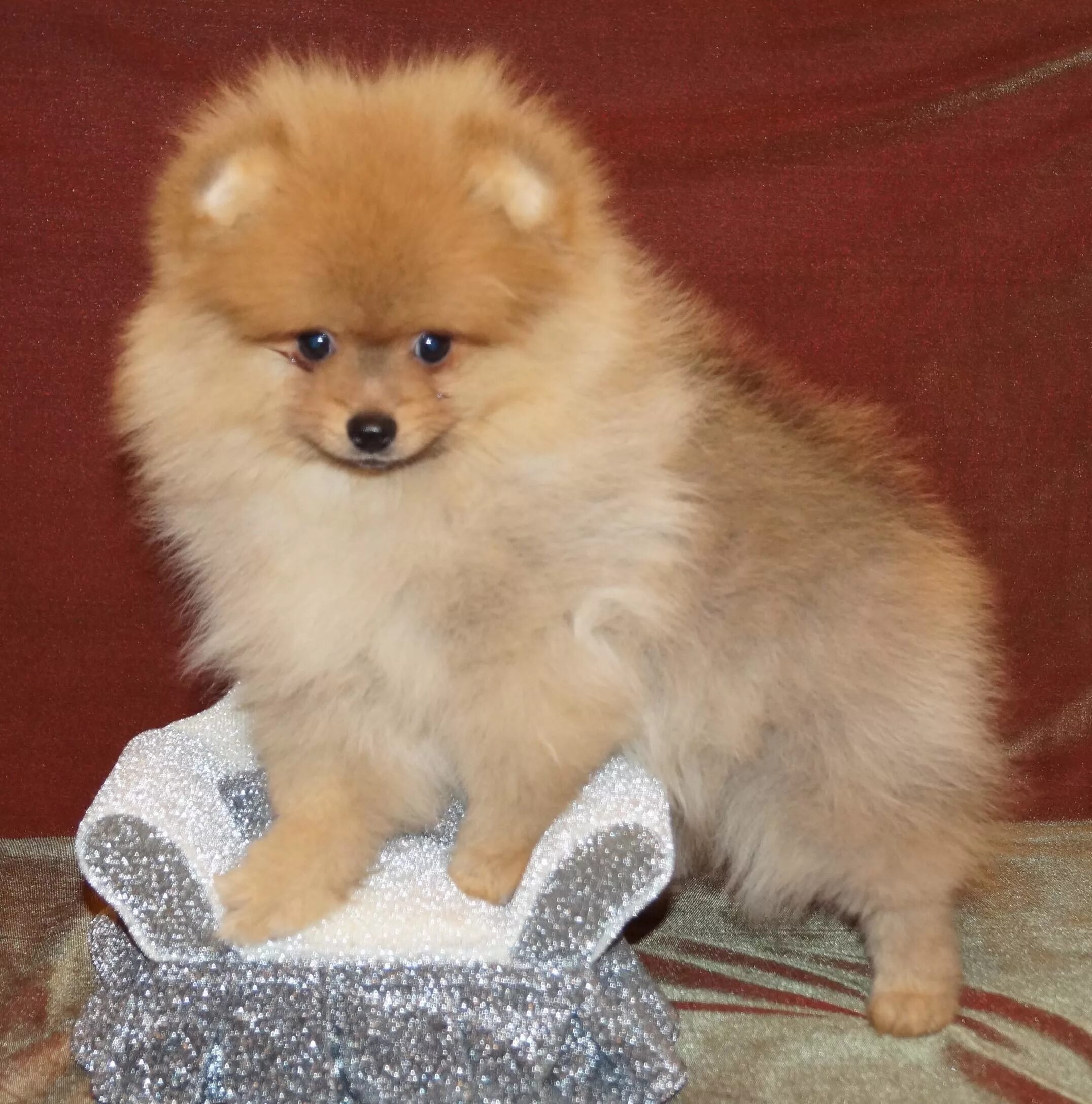 самая дешевая шпица в саракташе. померанский шпиц. шпиц померанский карликовый. шпиц недорого. комнатные собачки шпиц.