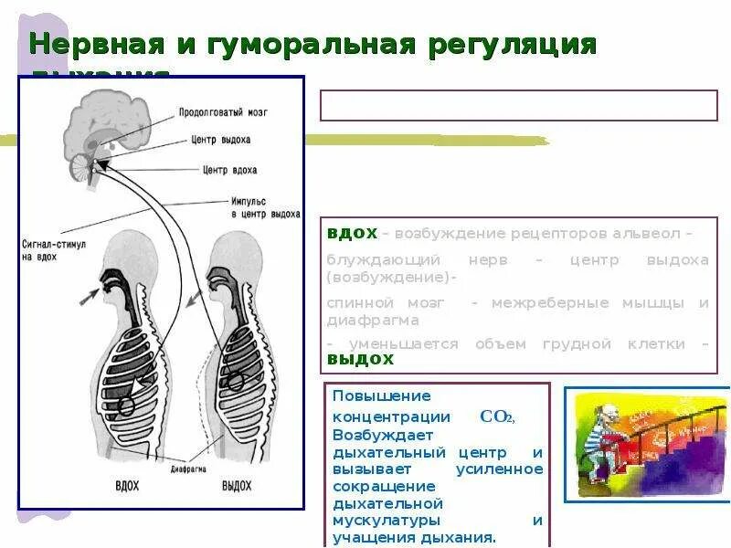 Центр произвольных дыхательных движений. Механизмы регуляции вдоха и выдоха. Процесс дыхание, механизм вдоха и выдоха . Регуляция дыхания. Регуляция дыхания охрана воздушной среды. Дыхательные движения регуляция дыхания схема.