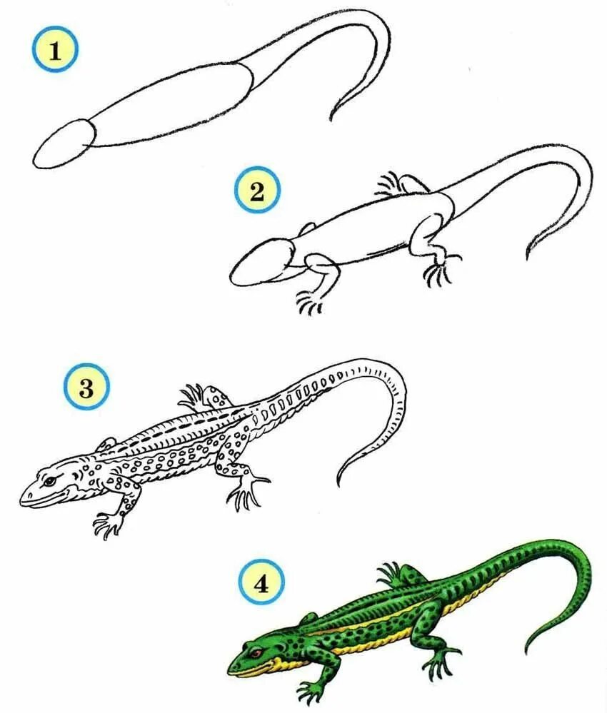 Ящерица карандашом. Ящерица рисунок. Как нарисовать ящерицу для детей. Ящерица рисунок для детей карандашом. Поэтапное рисование ящерицы для детей.