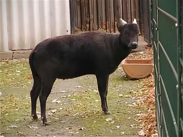 буйвол фото картинки. карлик 4 букв. карлик 4 букв. африканский буйвол. кентус карликовый буйвол.