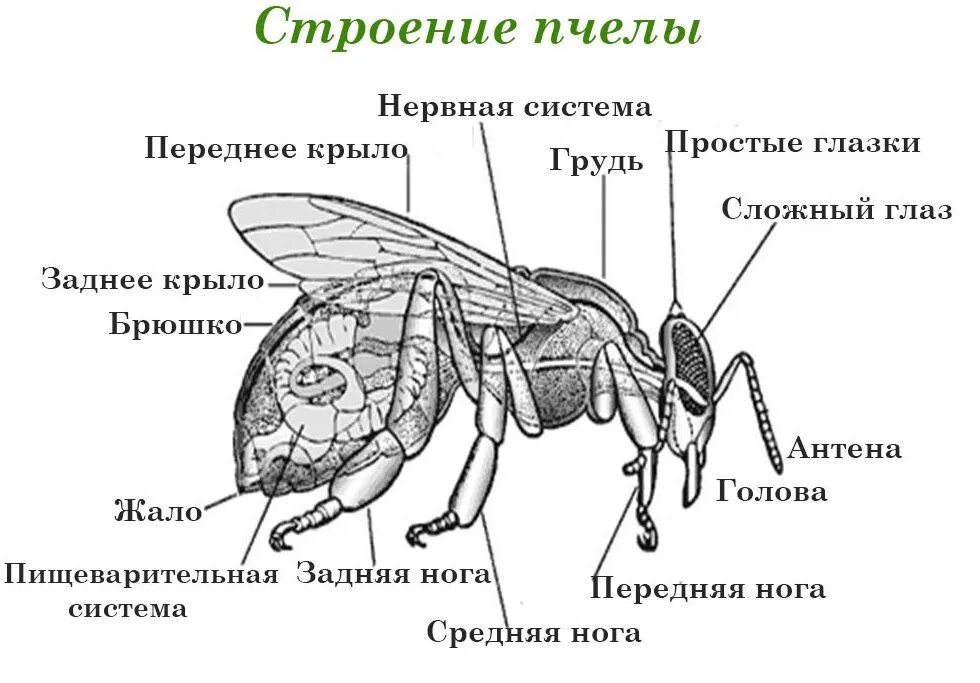 ЖАЛОНОСНЫЙ аппарат пчелы строение. Строение пчелы хитин. Строение пчелы жало для детей. Внутреннее строение пчелы. Окраска тела пчелы