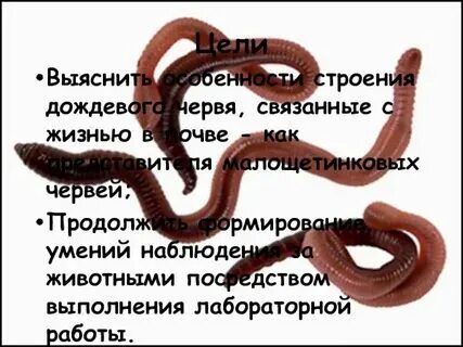 Дождевые черви функциональная грамотность 3 класс презентация
