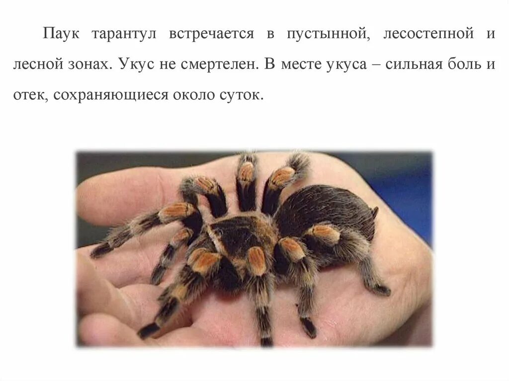 Тарантул гермафродит или нет. Тарантул ядовитый или нет для человека. тарантул опасен для человека или нет.