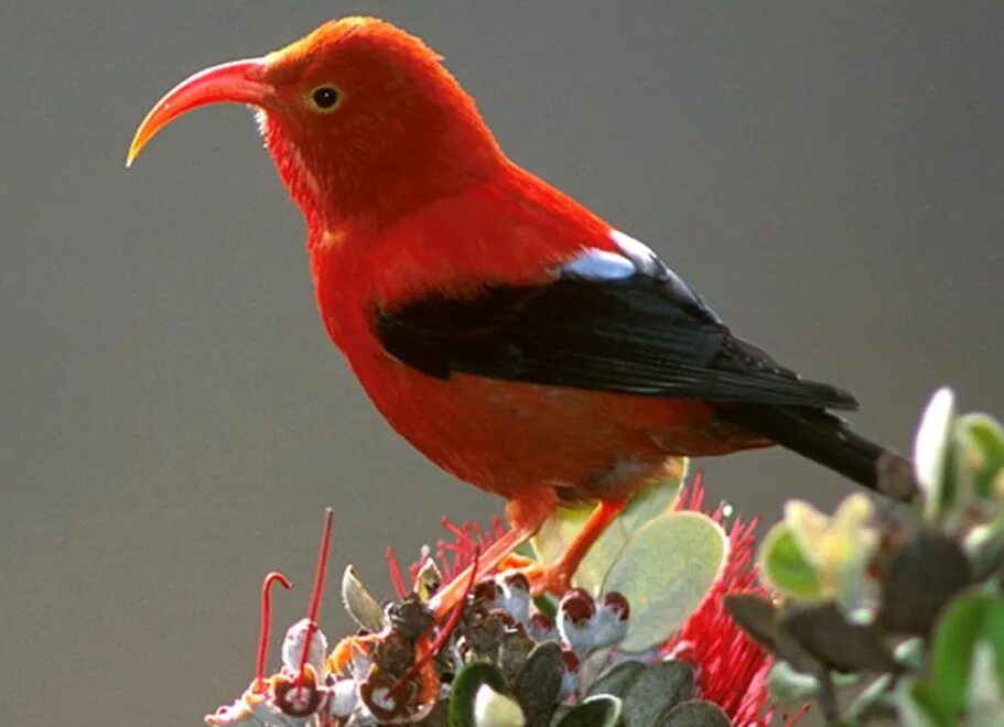 American birds. Vestiaria coccinea. Экзотические птицы. Диковинные птицы.