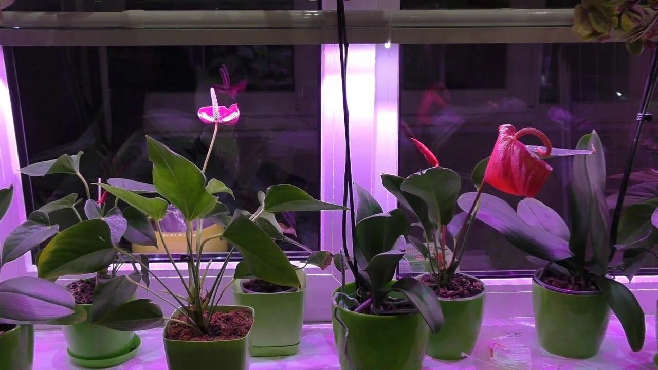 Сколько надо подсвечивать. Фитолампы для орхидей фаленопсис. Фитолампа для орхидеи фаленопсис. Лампы для орхидей на подоконнике. Подсветка на окно для цветов.