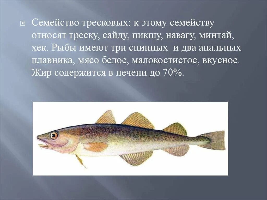 Рыба навага описание