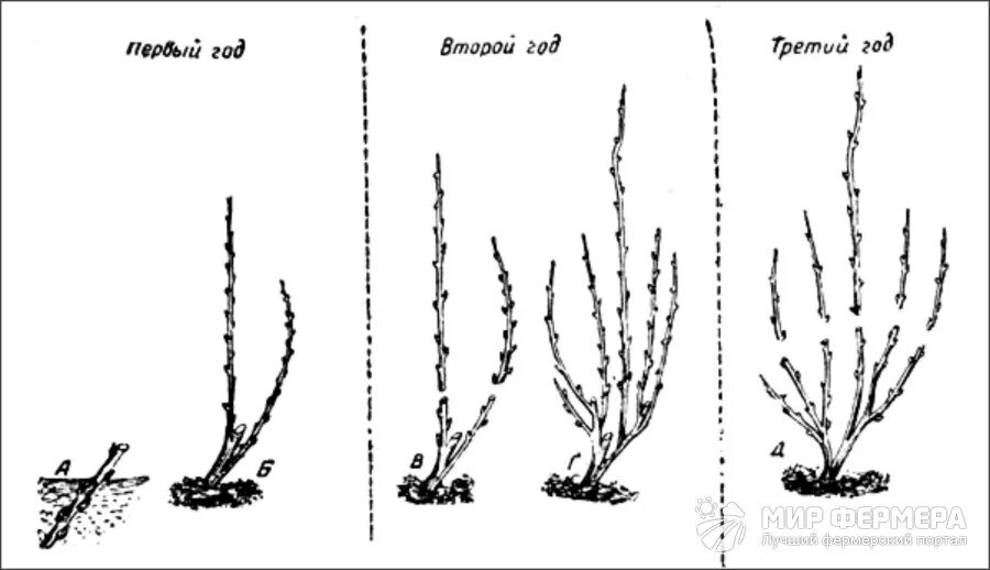 Обрезка саженцев смородины весной. Обрезка чёрной смородины осенью схема. Схема обрезки смородины осенью осенью. Схема обрезки ремонтантной малины.