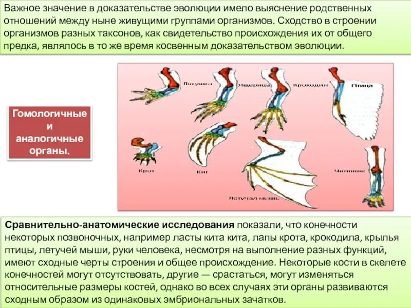 Установите соответствие между доказательством эволюции. Аналогия значение для изучения и доказательства эволюции. значение эволюции животных. появление конечностей. доказательство эволюции сходство строения конечностей позвоночных.
