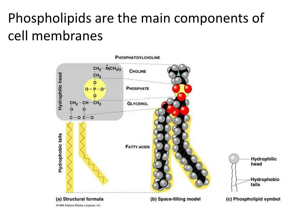 Структура строения липидов. Строение молекулы липида. Схема строения липидов. Схема строения фосфолипидов.