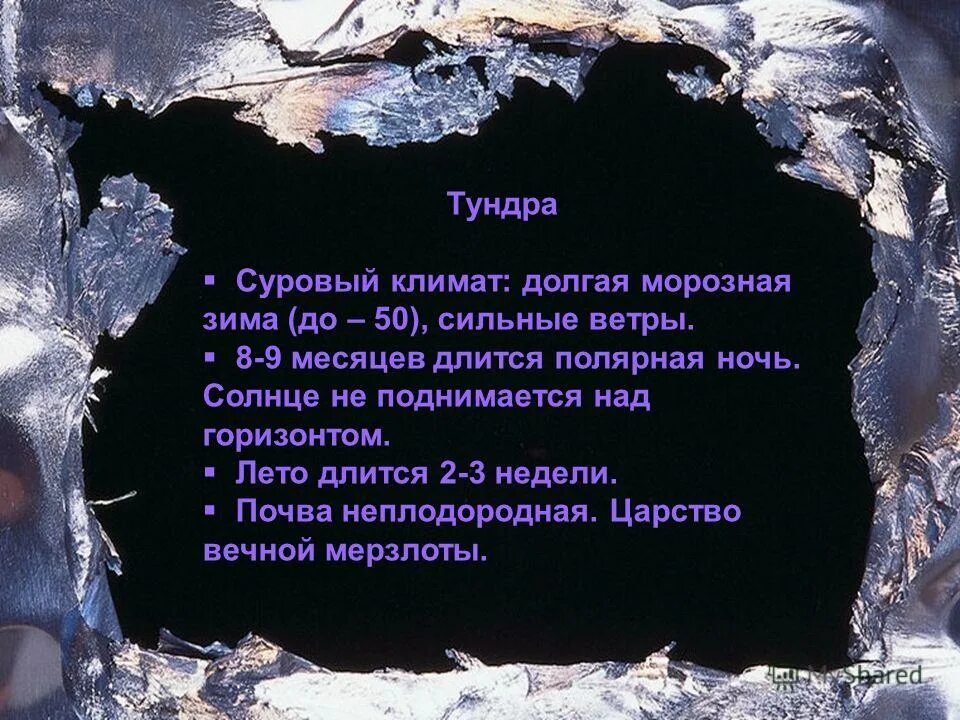 проект природная зона тундра.