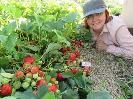 К чему снится клубника женщине на грядке