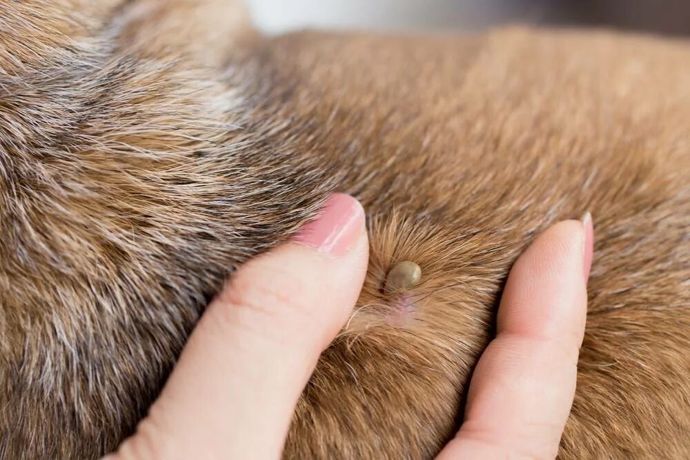 Чем лечить укус собаки в домашних условиях